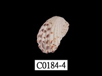 藏品(算盤蛤)的圖片